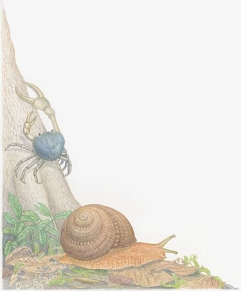 Illustration of Blue Land Crab (Discoplax hirtipes) crawling up tree trunk, and Forest Snail (Anoglypta) gliding over leaves on ground