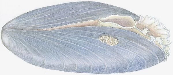 Illustration of Blue Mussel (Mytilus edulis), showing oval opening and fringed opening, and barnacles growing on shell