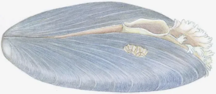 Framed Print : Illustration of Blue Mussel (Mytilus edulis), showing oval opening and fringed opening, and barnacles growing on shell Framed Print : Illustration of Blue Mussel (Mytilus edulis), showing oval opening and fringed opening, and barnacles growing on shell