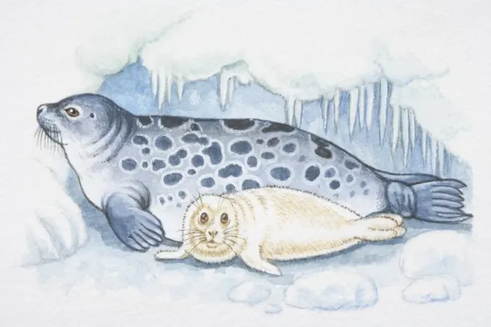 Framed Print : Illustration, blue spotted seal with white pup Framed Print : Illustration, blue spotted seal with white pup