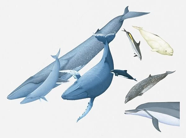 Illustration of Blue Whale and young, Humpback Whale, Black Dolphin, Beaked Whale, Atlantic White-sided Dolphin, Spinner Dolphin, and White Whale