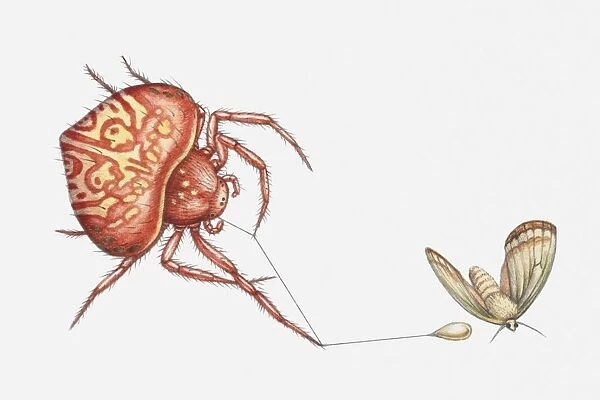 Illustration of Bolas spider (Cladomelea debeeri) catching moth with sticky lure at the end of a thread