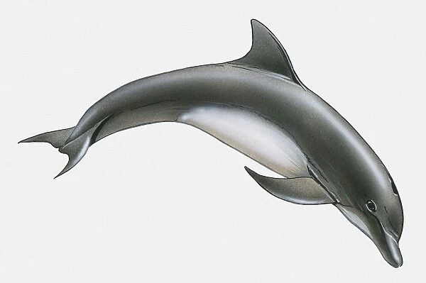 Illustration of Bottle-Nosed Dolphin (Tursiops truncatus)