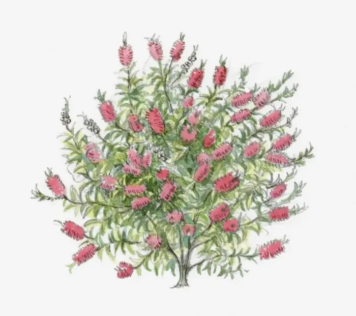 Framed Print : Illustration of Bottlebrush (Callistemon) with red flowers and green leaves