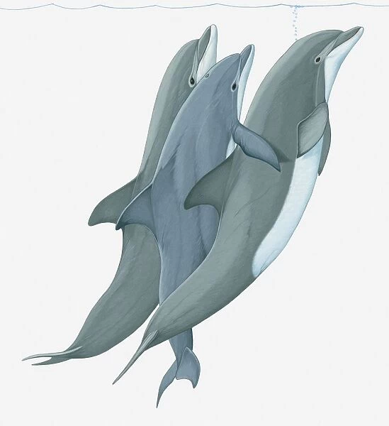 Illustration of two Bottlenose Dolphins (Tursiops) lifting a third dolphin to water surface