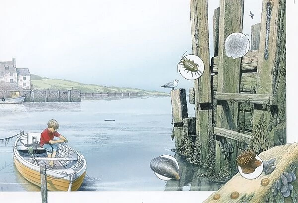 Illustration of boy fishing from boat in harbour, and inset pictures of Sea Mat, Sea Slater, Mussel and Sea Anemones