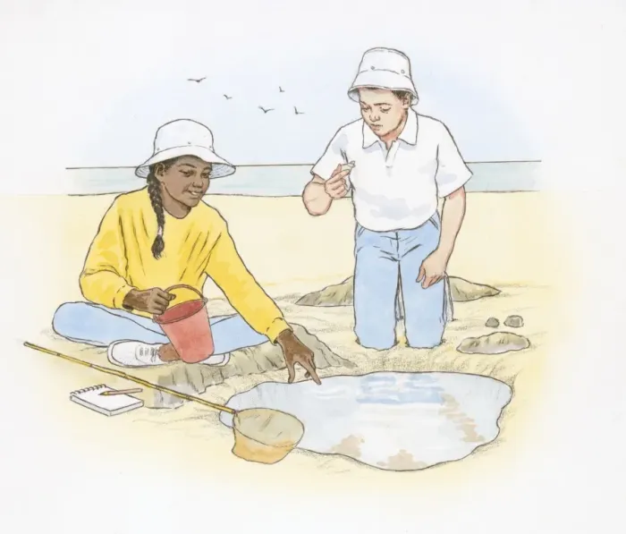 Framed Print : Illustration of boy and girl on looking at objects found on beach and in tide pool Framed Print : Illustration of boy and girl on looking at objects found on beach and in tide pool