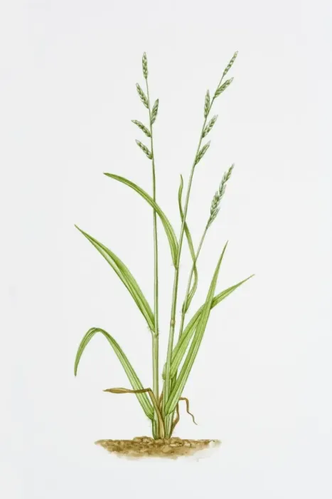 Framed Print : Illustration of Brachypodium Sylvaticum (False Brome) Framed Print : Illustration of Brachypodium Sylvaticum (False Brome)