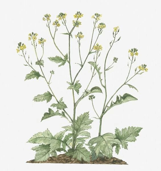 Illustration of Brassica nigra (Black Mustard) bearing racemes of small yellow flowers and green leaves on long stems