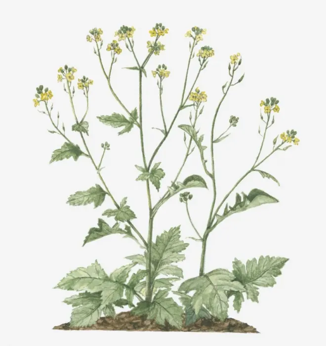 Framed Print : Illustration of Brassica nigra (Black Mustard) bearing racemes of small yellow flowers and green leaves on long stems Framed Print : Illustration of Brassica nigra (Black Mustard) bearing racemes of small yellow flowers and green leaves on long stems
