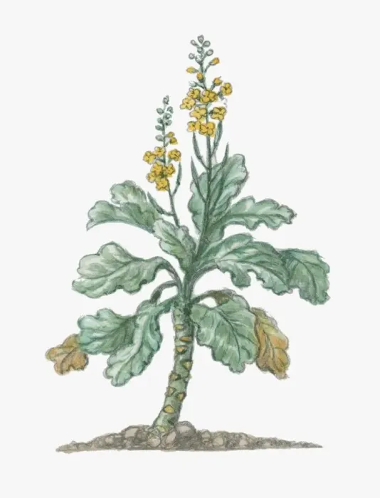 Framed Print : Illustration of Brassica oleracea (Wild Mustard), tall biennial plant with small yellow flowers Framed Print : Illustration of Brassica oleracea (Wild Mustard), tall biennial plant with small yellow flowers