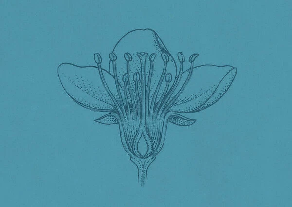 Illustration of broadleaf flower showing ovules inside the ovary