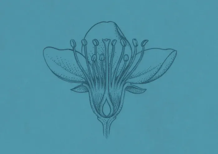 Framed Print : Illustration of broadleaf flower showing ovules inside the ovary Framed Print : Illustration of broadleaf flower showing ovules inside the ovary