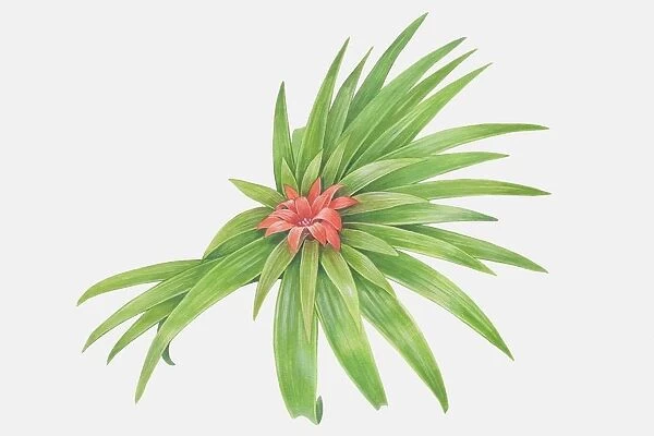 Illustration, Bromeliad, red flower amid layers of long pointy leaves