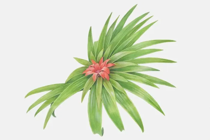 Framed Print : Illustration, Bromeliad, red flower amid layers of long pointy leaves Framed Print : Illustration, Bromeliad, red flower amid layers of long pointy leaves