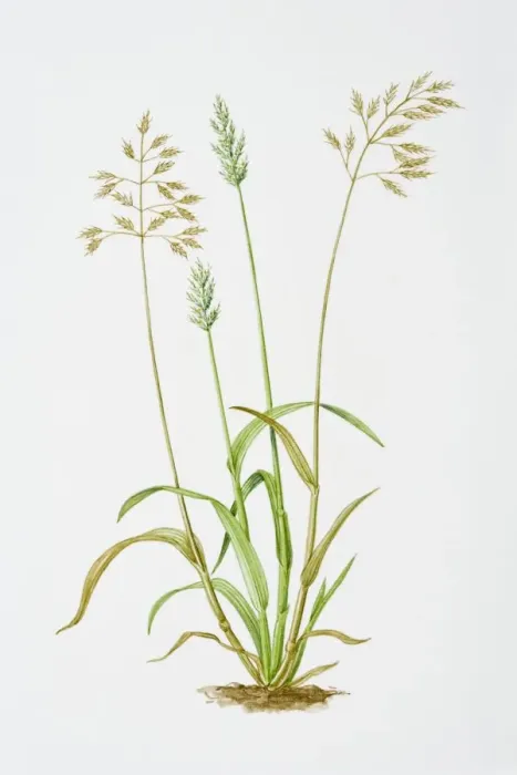 Framed Print : Illustration of Bromus hordeaceus (Soft Brome) Framed Print : Illustration of Bromus hordeaceus (Soft Brome)