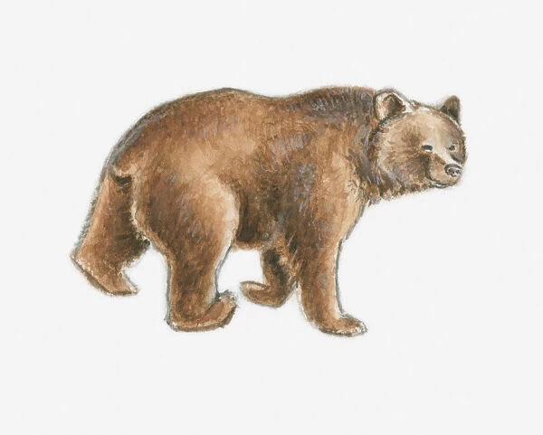 Illustration of a brown bear