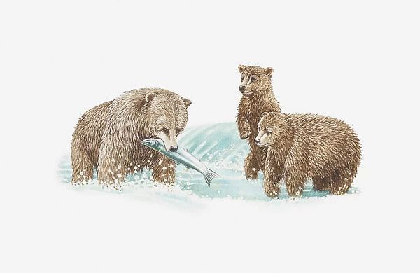 Illustration of brown bear catching fish and two young bears looking on