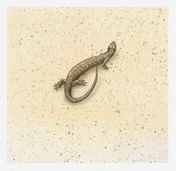 Illustration of a brown lizard, view from above