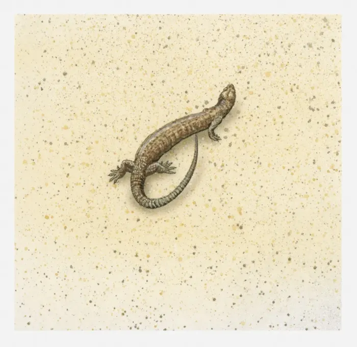 Framed Print : Illustration of a brown lizard, view from above Framed Print : Illustration of a brown lizard, view from above