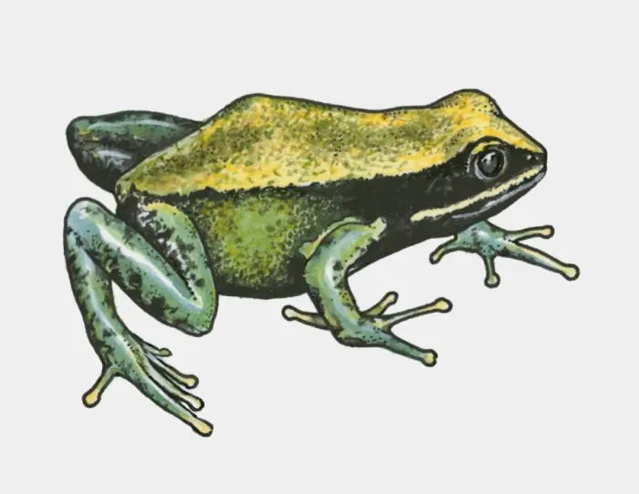 Framed Print : Illustration of Brown Mantella (Mantella betsileo) Framed Print : Illustration of Brown Mantella (Mantella betsileo)