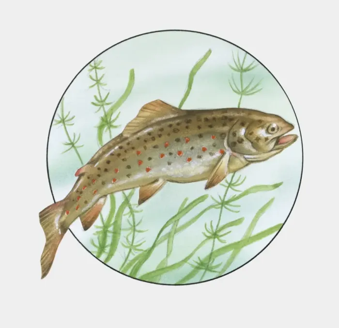 Framed Print : Illustration of Brown Trout (Salmo trutta morpha fario