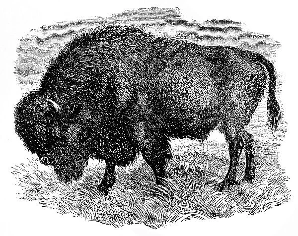 Bison. Illustration of a Buffalo