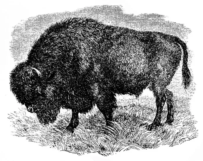 Framed Print : Bison. Illustration of a Buffalo Framed Print : Bison. Illustration of a Buffalo