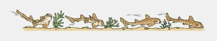 Framed Print : Illustration of Bullhead Sharks (Heterodontus) swimming camouflaged against ocean floor Framed Print : Illustration of Bullhead Sharks (Heterodontus) swimming camouflaged against ocean floor