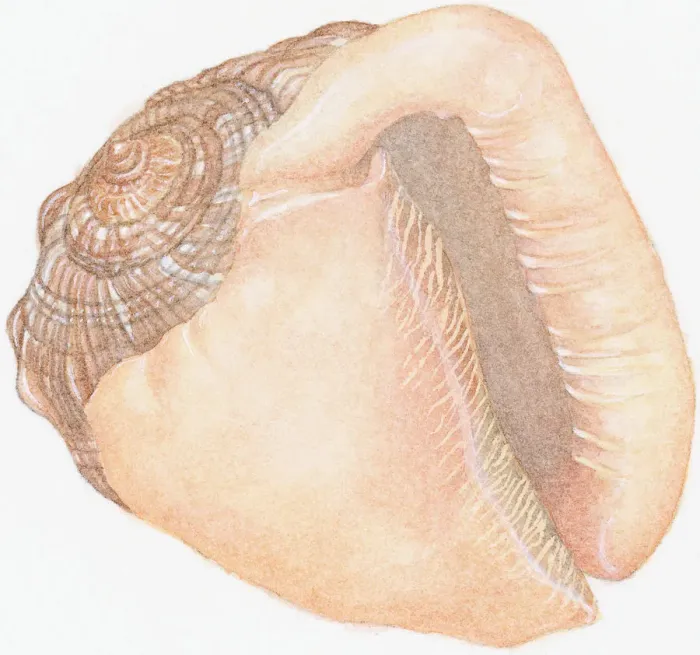 Framed Print : Illustration of Bullmouth Helmet (cypraecassis rufa), empty shell showing aperture or opening Framed Print : Illustration of Bullmouth Helmet (cypraecassis rufa), empty shell showing aperture or opening