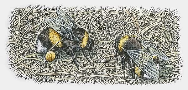 Illustration of two bumblebees on nest