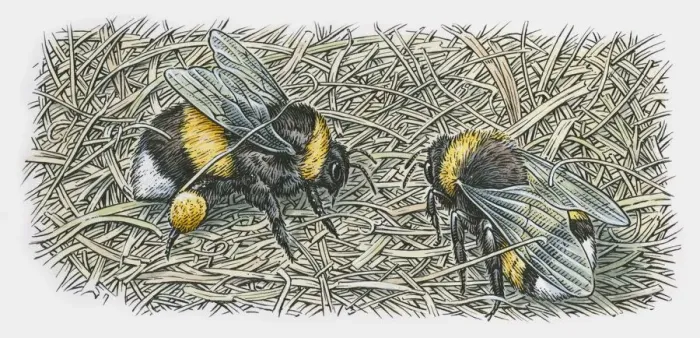 Framed Print : Illustration of two bumblebees on nest Framed Print : Illustration of two bumblebees on nest