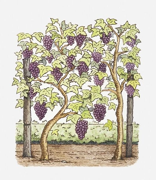 Illustration of bunches of grapes on vines