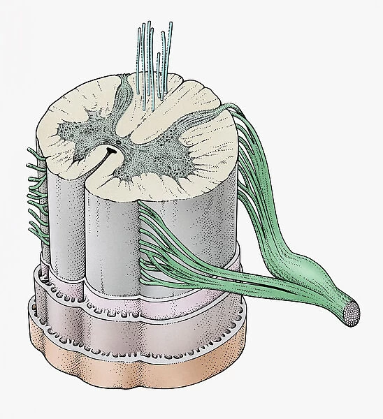 Illustration of bundle of nerves in human spine