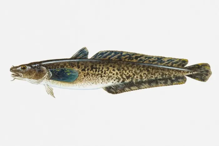 Framed Print : Illustration of Burbot (Lota lota) freshwater fish Framed Print : Illustration of Burbot (Lota lota) freshwater fish