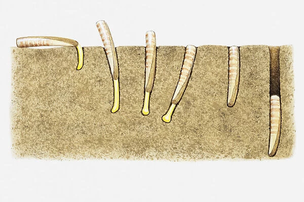 Illustration of the burrowing technique of a Razor clam (Ensis sp. )