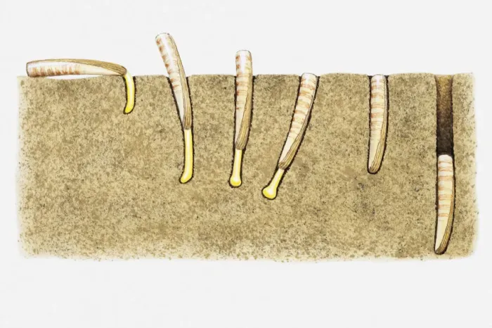 Framed Print : Illustration of the burrowing technique of a Razor clam (Ensis sp. ) Framed Print : Illustration of the burrowing technique of a Razor clam (Ensis sp. )