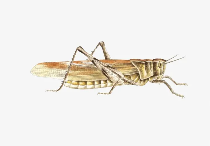 Framed Print : Illustration of Bush Cricket (Tettigonia viridissima) Framed Print : Illustration of Bush Cricket (Tettigonia viridissima)