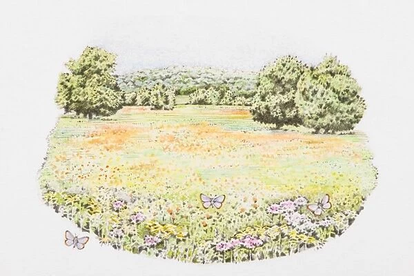 Illustration of butterflies and abundance of wildflowers in meadow