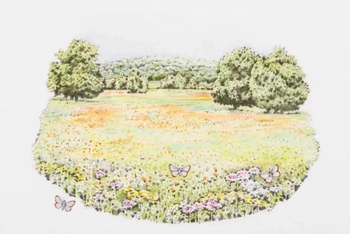 Framed Print : Illustration of butterflies and abundance of wildflowers in meadow Framed Print : Illustration of butterflies and abundance of wildflowers in meadow