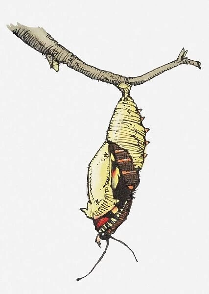 Illustration of butterfly emerging from cocoon attached to budding stem
