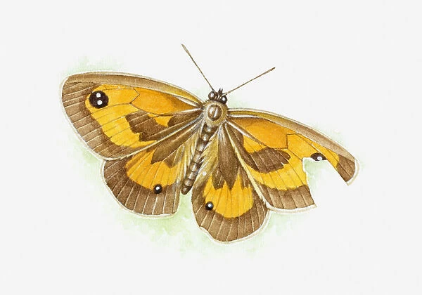 Illustration of butterfly with injured wing after attack on imitation eye