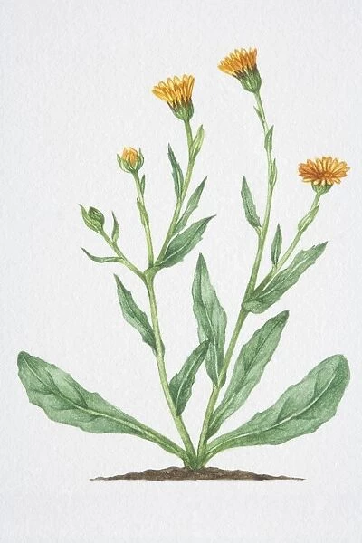 Illustration, Calendula arvensis, Field Marigold, yellow ray-florets with narrow oblong leaves on stout branching stems