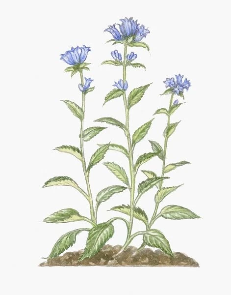 Illustration of Campanula glomerata (Clustered Bellflower), blue flowers and green leaves on tall st