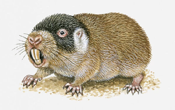 Illustration of Cape Mole Rat (Georychus capensis) showing long teeth