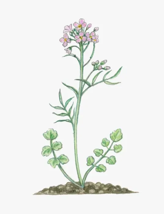Framed Print : Illustration of Cardamine pratensis (Cuckoo Flower), herbaceous perennial with small pink flowers on Framed Print : Illustration of Cardamine pratensis (Cuckoo Flower), herbaceous perennial with small pink flowers on