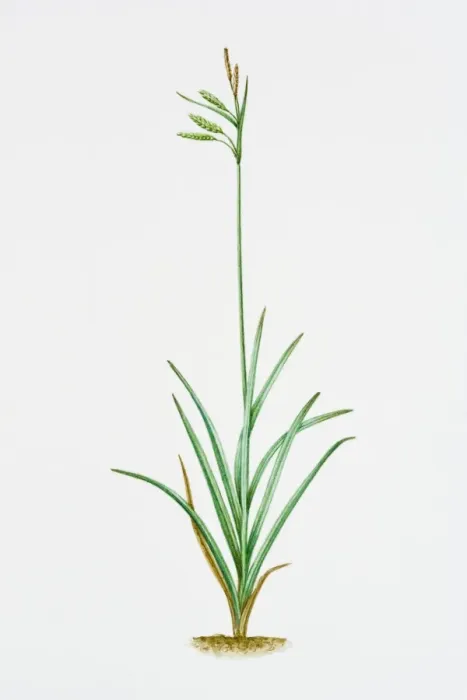 Framed Print : Illustration of Carex Flacca (Blue Sedge) Framed Print : Illustration of Carex Flacca (Blue Sedge)