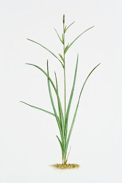 Illustration of Carex Hirta (Hairy Sedge)