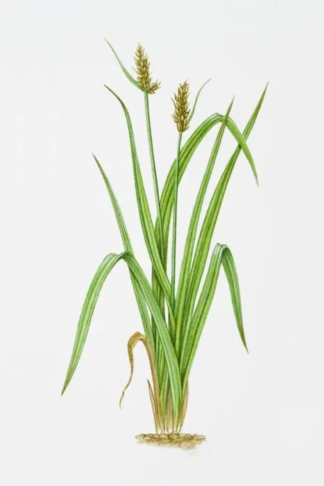 Framed Print : Illustration of Carex Otrubae (False Fox Sedge) Framed Print : Illustration of Carex Otrubae (False Fox Sedge)