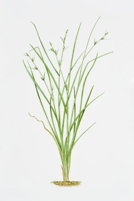 Framed Print : Illustration of Carex Remota (Remote Sedge) Framed Print : Illustration of Carex Remota (Remote Sedge)